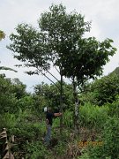 3 yrs Seraya Punai (2)